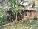 Bush Baby Loge