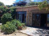 Pepper Tree