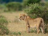 5 Night Great Wildlife Expedition (JHB to DBN)