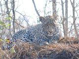 2 Day Leopard Crawl Tour