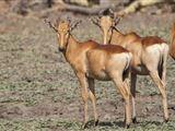 2 Night Safari Package at Pretoriuskop Rest Camp Kruger National Park SANParks