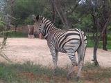 Rinkhalskop Safari Loge