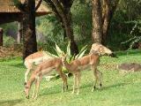Cambalala Kruger Park Lodge Luxury Self-catering Unit
