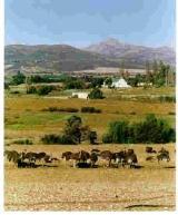 Zebra Farmhouse