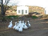 Damesfontein Gasteplaas