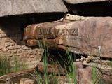 Duma Manzi Eco Lodge en Spa